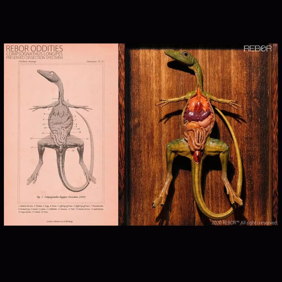 Figura REBOR Set de Disección Compsognathus Longipes