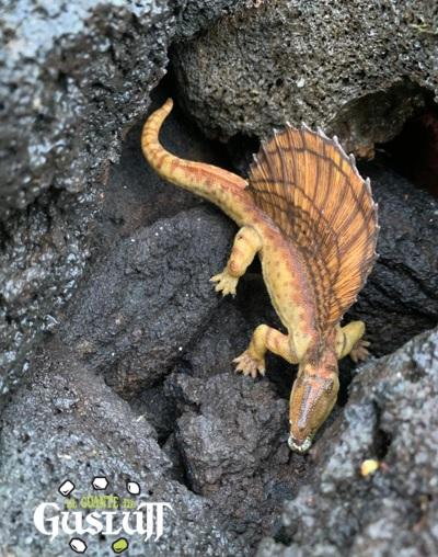 Papo Dimetrodon - El Guante de Guslutt