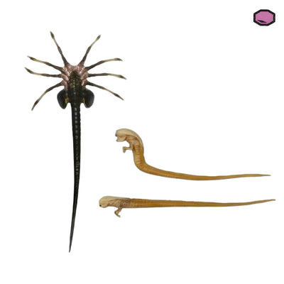 Accesorios Loose NECA Alien Romulus Facehugger and Chestbursters