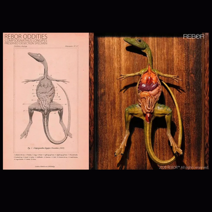 Figura REBOR Set de Disección Compsognathus Longipes