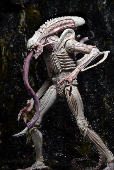 Figura NECA Aliens Serie 9 Xenomorph Albino Drone