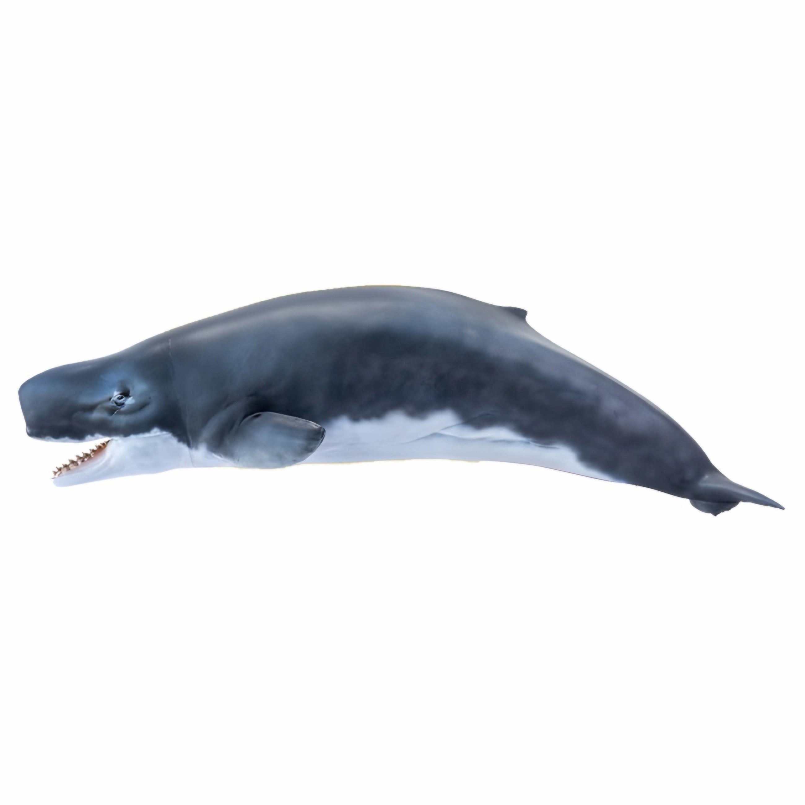 Figura PNSO Requena The Livyatan