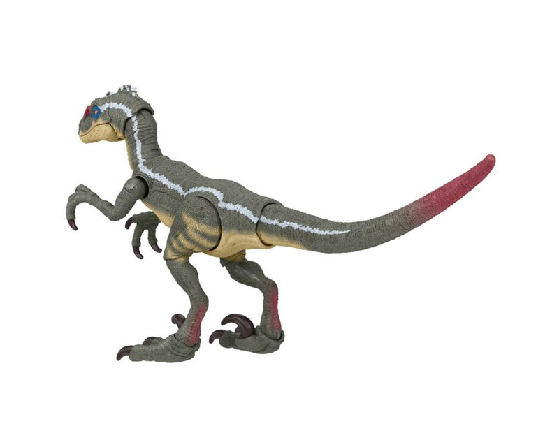 Jurassic World Hammond Collection Male Velociraptor