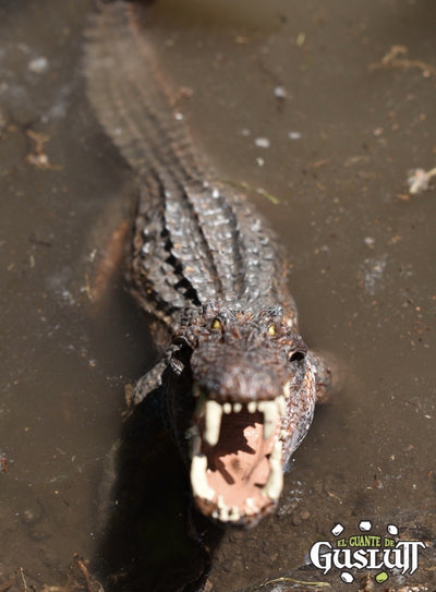 Papo Kaprosuchus - El Guante de Guslutt