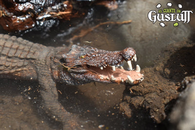 Papo Kaprosuchus - El Guante de Guslutt