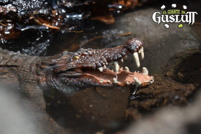 Papo Kaprosuchus - El Guante de Guslutt